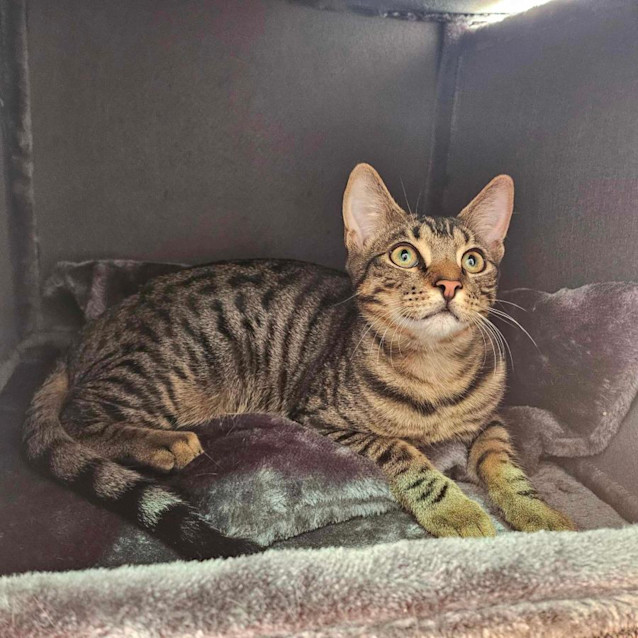 Photo of Pilot   Located In Melton South