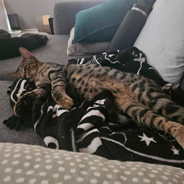 Photo of Pilot   Located In Melton South