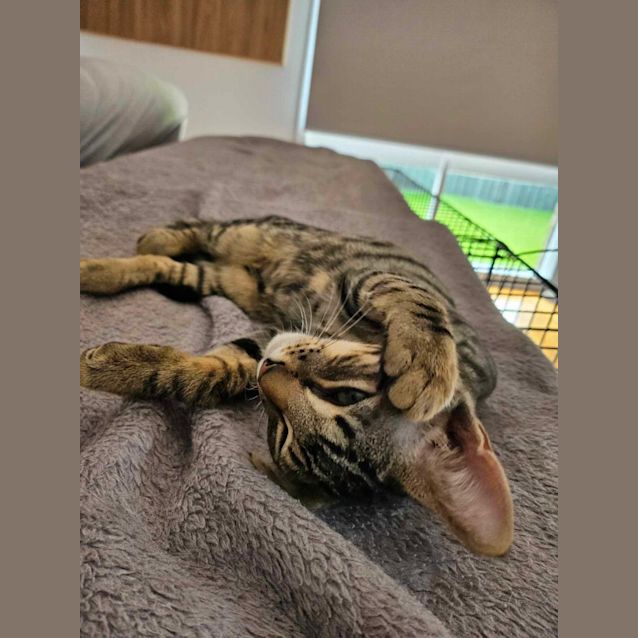 Photo of Pilot   Located In Melton South