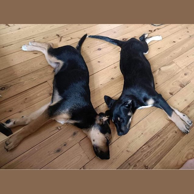 Photo of Minnie   3 Month Old Kelpie X German Shepherd (Tri