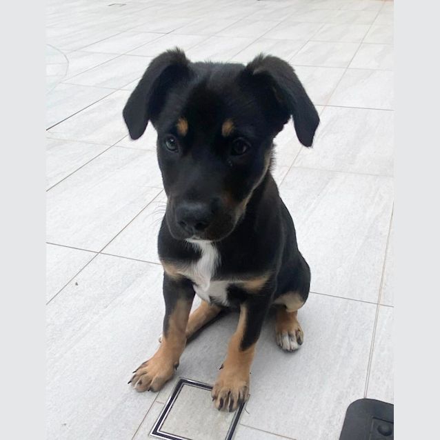 Photo of Minnie   3 Month Old Kelpie X German Shepherd (Tri