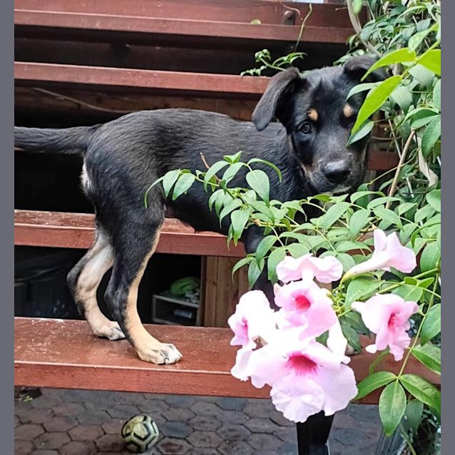 Photo of Minnie   3 Month Old Kelpie X German Shepherd (Tri