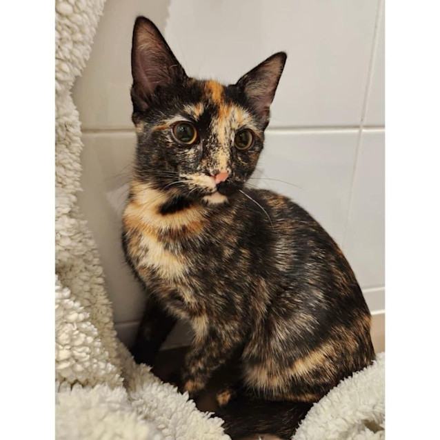 Photo of 10295   Persephone