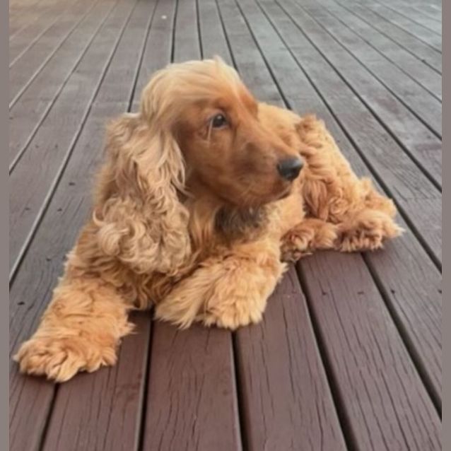 Photo of Daisy And Spencer