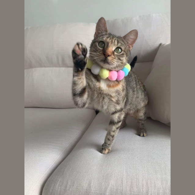 Photo of ✨ Buffy ✨