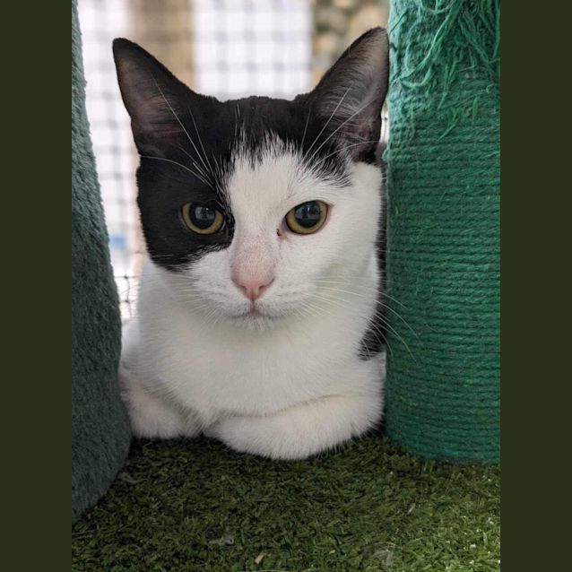 Photo of 🧭 Roman 5066 🧭