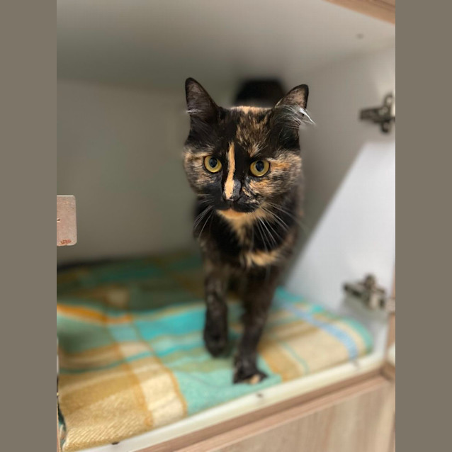 Photo of 🎀 Meesha F02853 🎀