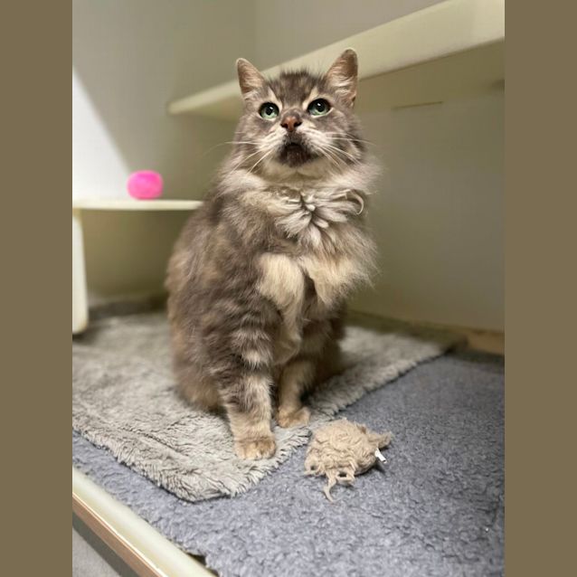 Photo of 🔥 Smokey F02832 🔥