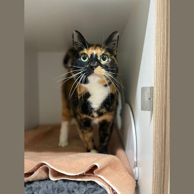 Photo of 🧶 Hazel F02852 🧶