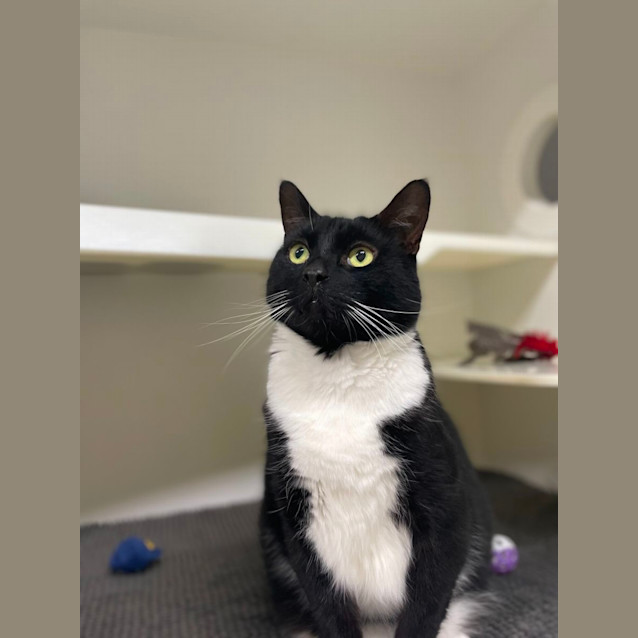 Photo of 🍙 Loki 5072 🍙