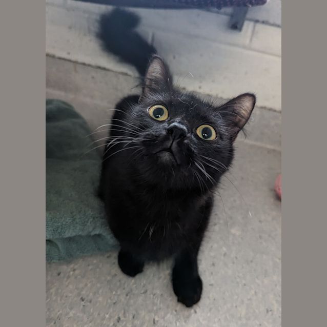 Photo of Pearl