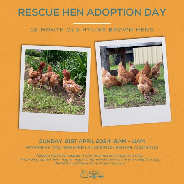 Photo of Adoption Day | Waverley, Tas | Rescue Hens