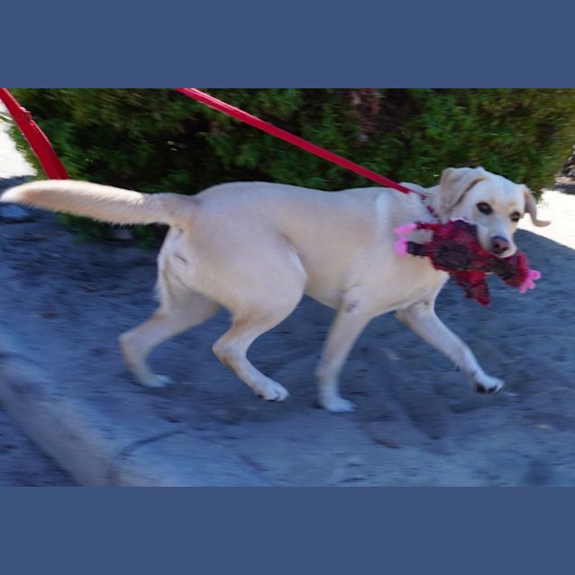 Photo of Jett