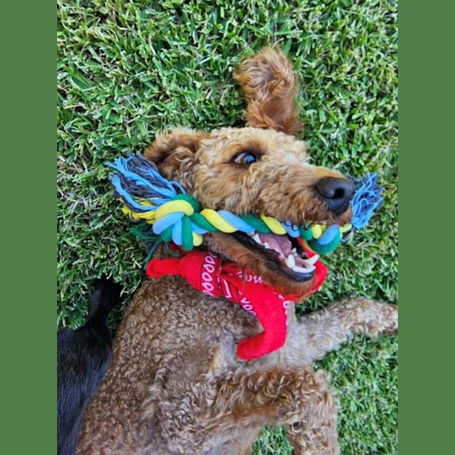 Photo of Bear   2 Year Old Labradoodle (Hold)