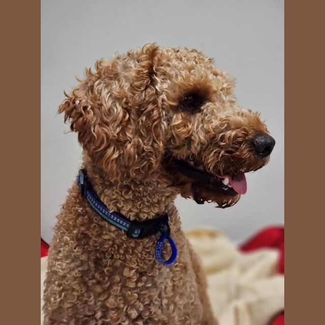 Photo of Bear   2 Year Old Labradoodle (Hold)