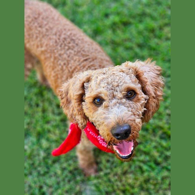 Photo of Bear   2 Year Old Labradoodle (Hold)
