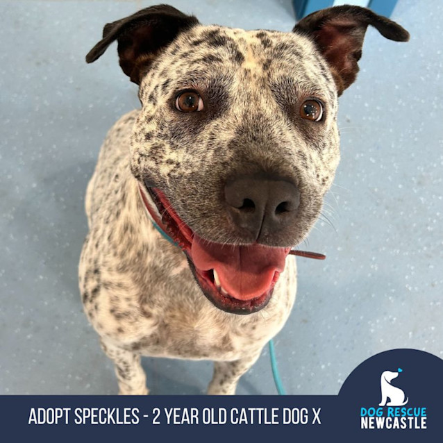 Photo of Speckles   2 Year Old Cattle Dog X  (Trial)