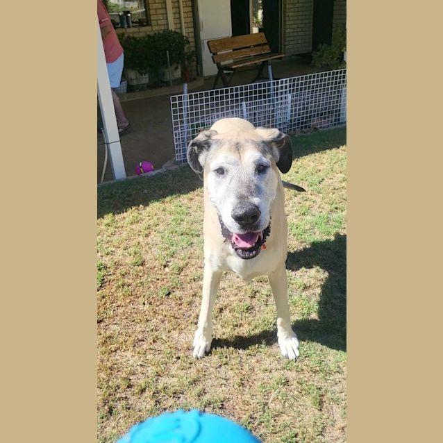 Photo of Cooper