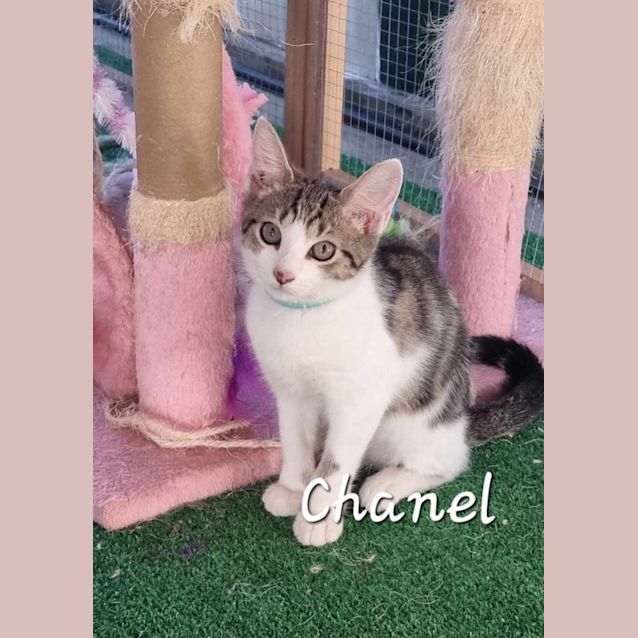 Photo of Chanel