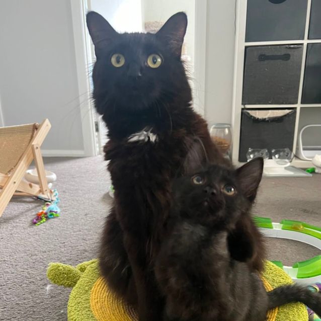 Photo of Henry 💙🐈‍⬛💕