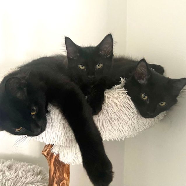 Photo of Henry 💙🐈‍⬛💕