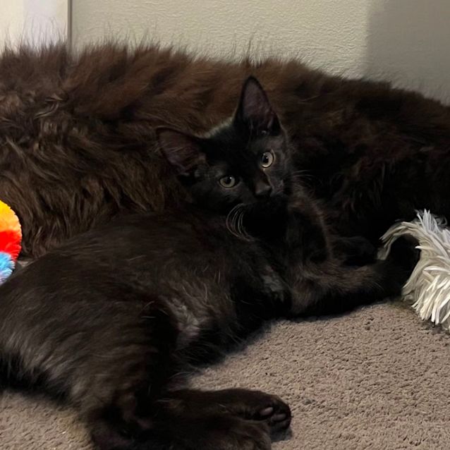 Photo of Henry 💙🐈‍⬛💕