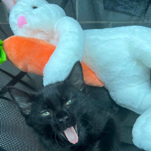 Photo of Henry 💙🐈‍⬛💕