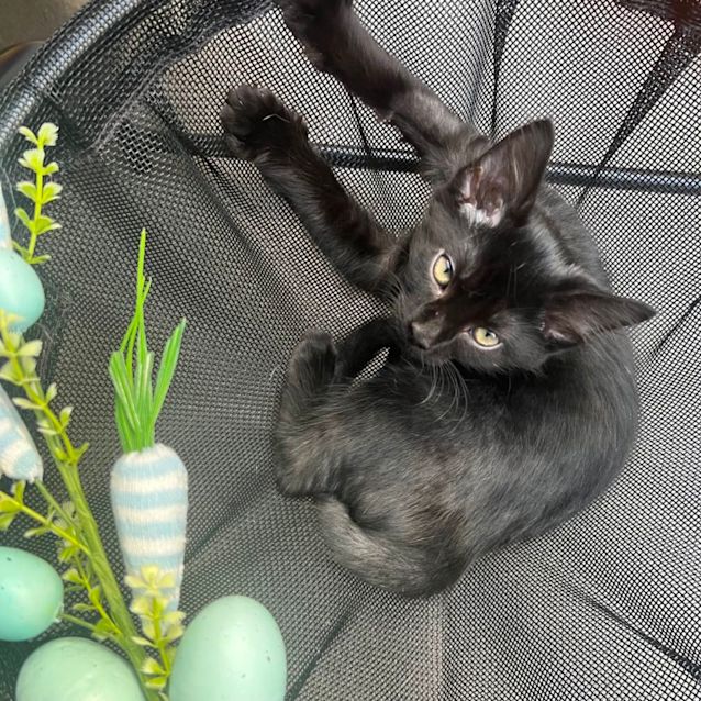 Photo of Henry 💙🐈‍⬛💕