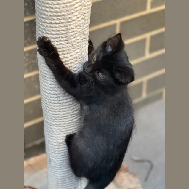 Photo of Henry 💙🐈‍⬛💕