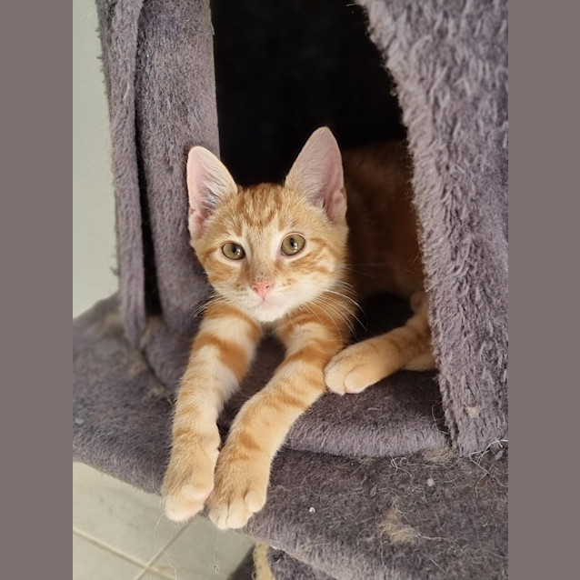 Photo of Bingo *Fostered In Perth