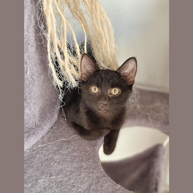 Photo of Finch *Fostered In Perth