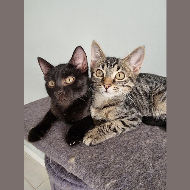 Photo of Finch *Fostered In Perth