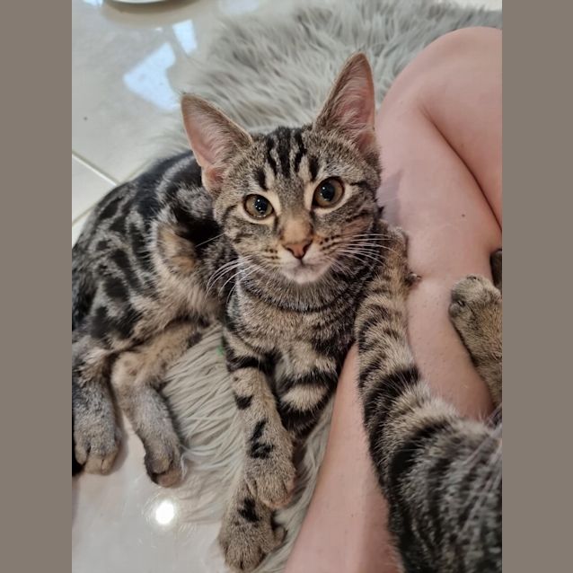 Photo of Hawk *Fostered In Perth