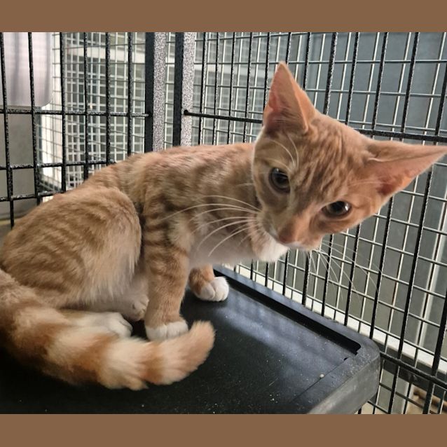 Photo of Ginger