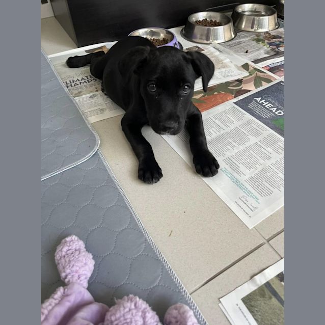 Photo of Barley