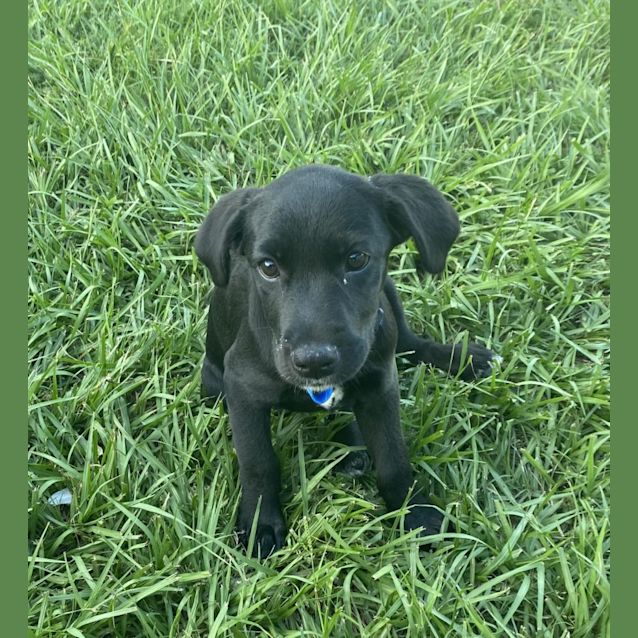 Photo of Barley