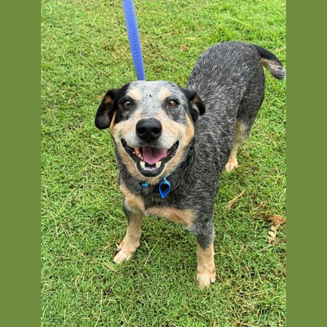 Photo of Blue *$250 Adoption Fee*