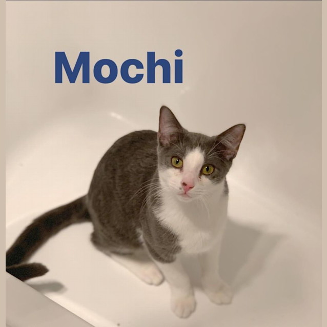 Photo of Mochi 
