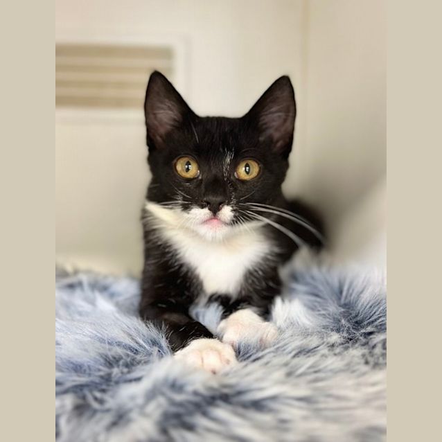 Photo of Figaro