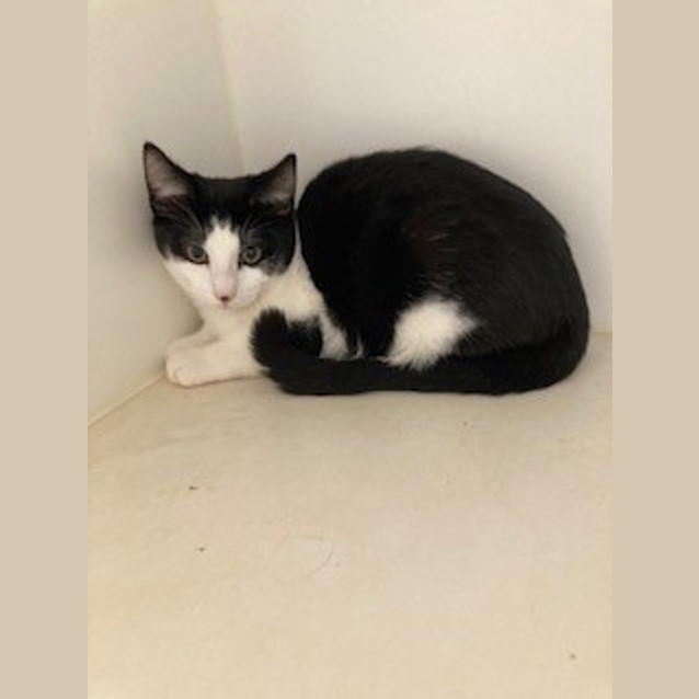 Photo of Almond 