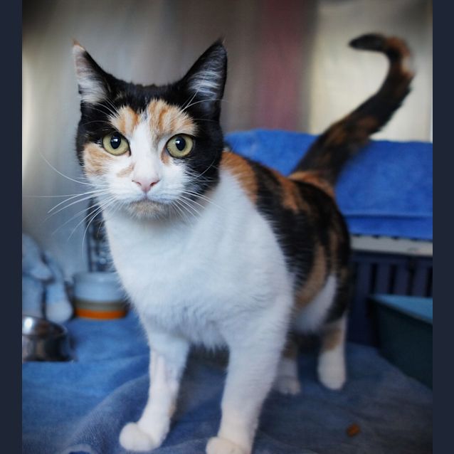 Photo of Tullie