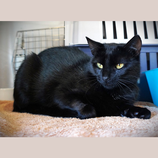 Photo of Chatter Ow Luna