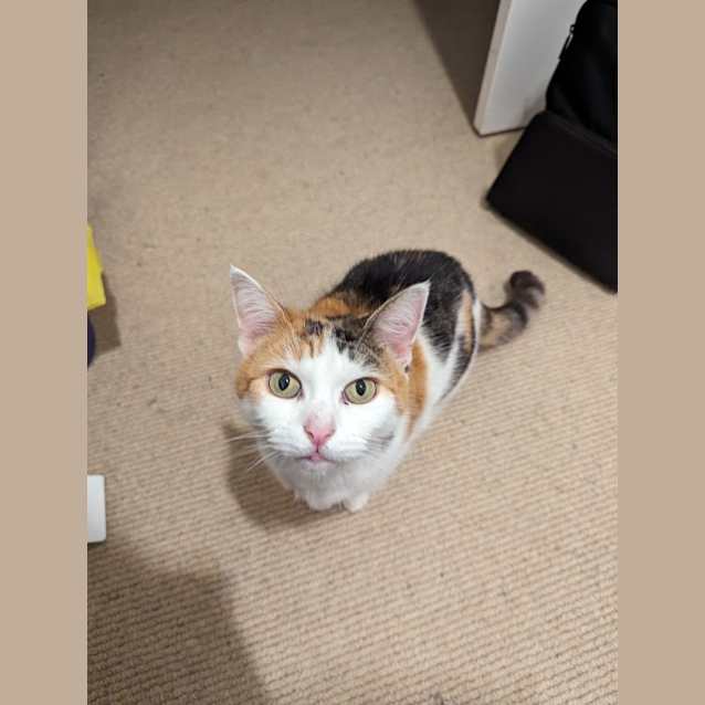 Photo of Ruby