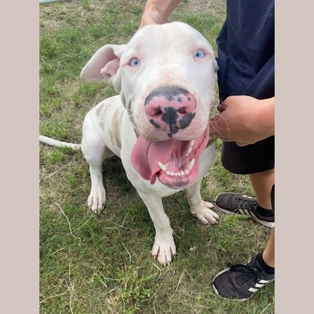 Photo of Snowy