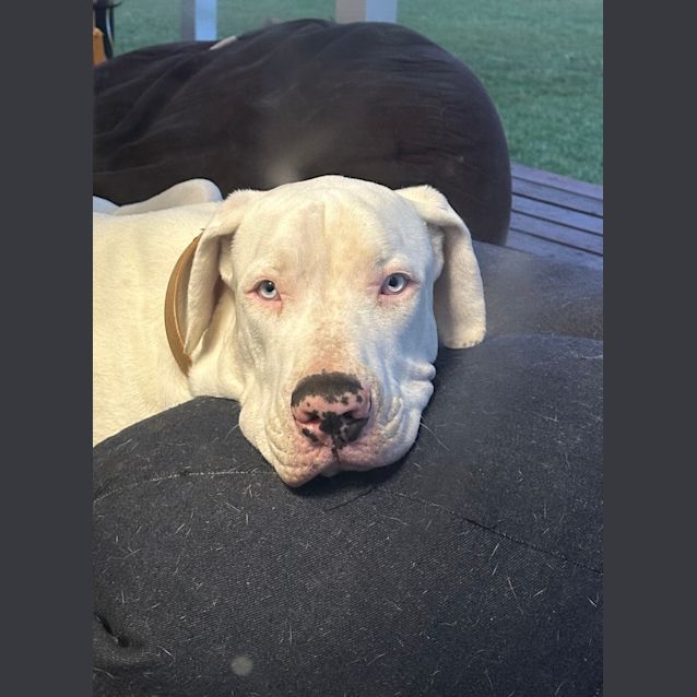 Photo of Snowy