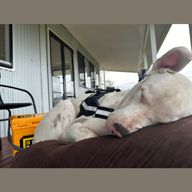 Photo of Snowy