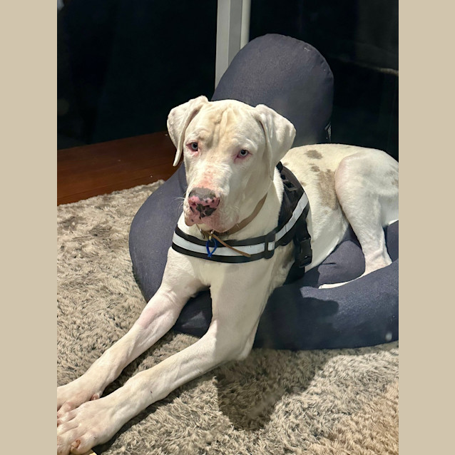 Photo of Snowy