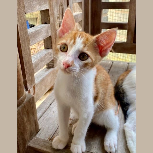 Photo of Rufus Mewell