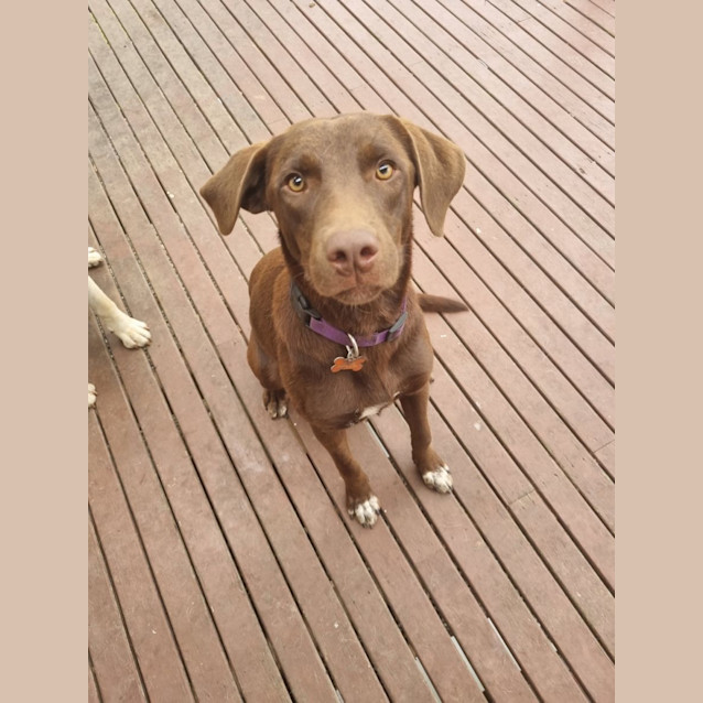 Photo of Dixie