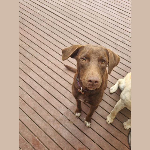 Photo of Dixie